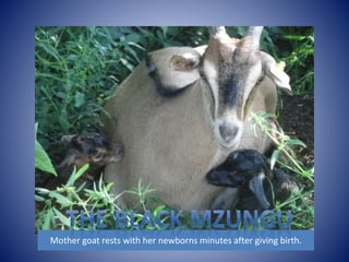 Mother goat rests with her newborns minutes after giving birth. 
 