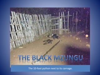 The 10-foot python next to its carnage. 
 