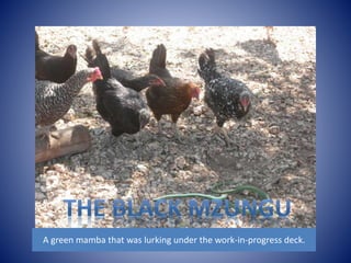 A green mamba that was lurking under the work-in-progress deck. 
 