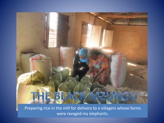 Preparing rice in the mill for delivery to a villagers whose farms 
were ravaged my elephants. 
 