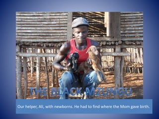 Our helper, Ali, with newborns. He had to find where the Mom gave birth. 
 