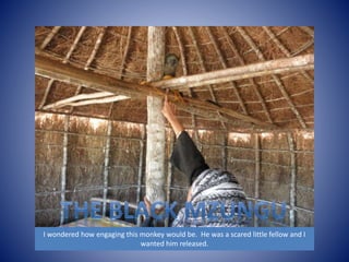 I wondered how engaging this monkey would be. He was a scared little fellow and I 
wanted him released. 
 