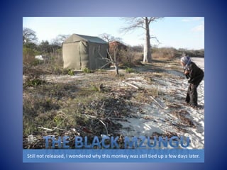 Still not released, I wondered why this monkey was still tied up a few days later. 
 