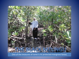 One of the treasures of Jome is its protected mangrove forest. 
 