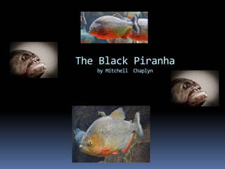 The Black Piranha
by Mitchell Chaplyn
 