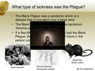 What type of sickness was the Plague?The Black Plague was a pandemic which is a disease that is prevalent over a large areaThe Black Plague was caused by the bacterium Yersinia pestisIf a flea bit an animal or person who had the Black Plague, then bit someone who didn’t have it, the person contracted the diseaseBlack RatRattusrattusOriental Rat fleaXenopsyllacheopisYersinia pestisBy EniAsebiomo