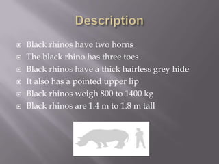    Black rhinos have two horns
   The black rhino has three toes
   Black rhinos have a thick hairless grey hide
   It also has a pointed upper lip
   Black rhinos weigh 800 to 1400 kg
   Black rhinos are 1.4 m to 1.8 m tall
 