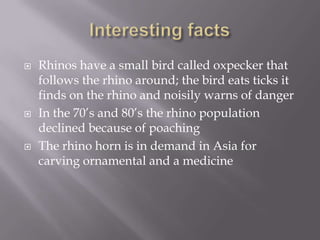    Rhinos have a small bird called oxpecker that
    follows the rhino around; the bird eats ticks it
    finds on the rhino and noisily warns of danger
   In the 70’s and 80’s the rhino population
    declined because of poaching
   The rhino horn is in demand in Asia for
    carving ornamental and a medicine
 