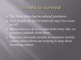    The black rhino has no natural predators
   And despite its size it relatively easy for a man
    to kill
   Rhinos have to go to a water hole every day, so
    poachers ambush them there
   There is a dramatic decline in numbers; luckily
    conservation efforts are helping to stop them
    becoming extinct
 