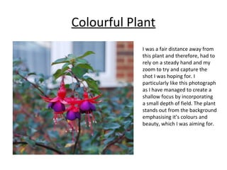 Colourful Plant 
I was a fair distance away from 
this plant and therefore, had to 
rely on a steady hand and my 
zoom to try and capture the 
shot I was hoping for. I 
particularly like this photograph 
as I have managed to create a 
shallow focus by incorporating 
a small depth of field. The plant 
stands out from the background 
emphasising it’s colours and 
beauty, which I was aiming for. 
 