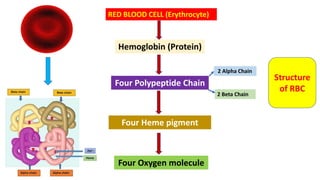 RED BLOOD CELL (Erythrocyte)
Hemoglobin (Protein)
Four Polypeptide Chain
2 Beta Chain
2 Alpha Chain
Four Heme pigment
Four Oxygen molecule
Structure
of RBC
 