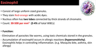 Eosinophil
• Consist of large uniform sized granules.
• They stain Red-orange with acidic dyes.
• Nucleus often has two lobes connected by thick strands of chromatin.
• Count: 30-500 per mm3 (2-4% of total WBCs)
• Function:
- Elimination of parasites like worms, using toxic chemicals stored in the granules.
- Accumulation of eosinophil occurs in allergic reactions (hypersensitivity).
Eosinophils helps in controlling inflammation. (e.g. Mosquito bite, asthma, skin
allergy)
 