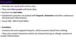 Basophil
• Granules are round with various sizes.
• They stain blue-purple with basic dyes.
• Nucleus has two lobes
• Cytoplasmic granules are packed with heparin, histamine and other substances
that promote inflammation.
• Count: 0.5 - 1% of total WBCs.
• Functions
- Contains the anti-coagulant heparin, which prevents blood from clotting.
- They also contain histamines which are released during an allergic reaction to
enable inflammation
 