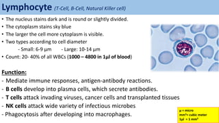 Lymphocyte (T-Cell, B-Cell, Natural Killer cell)
• The nucleus stains dark and is round or slightly divided.
• The cytoplasm stains sky blue
• The larger the cell more cytoplasm is visible.
• Two types according to cell diameter
- Small: 6-9 µm - Large: 10-14 µm
• Count: 20- 40% of all WBCs (1000 – 4800 in 1µl of blood)
Function:
- Mediate immune responses, antigen-antibody reactions.
- B cells develop into plasma cells, which secrete antibodies.
- T cells attack invading viruses, cancer cells and transplanted tissues
- NK cells attack wide variety of infectious microbes
- Phagocytosis after developing into macrophages.
µ = micro
mm3= cubic meter
1µl = 1 mm3
 