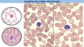 Lymphocyte under microscope
 