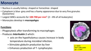 • Nucleus is usually kidney- shaped or horseshoe- shaped
• Cytoplasm is blue- grey and has a foamy appearance due to very fine granules
(lysosomes)
• Largest WBCs accounts for 100-700 per mm3 (2 – 8% of all leukocytes)
• Monocytes develop in macropahges
Functions
- Phagocytosis after transforming to macrophages
- Produces Interleukin 1 which:
+ acts on the hypothalamus causes increase in body
temperature during microbial infection.
+ Stimulate globulin production by liver
+ Enhances production of T- Lymphocytes
Monocyte
µ = micro
mm3= cubic meter
1µl = 1 mm3
 