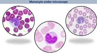 Monocyte under microscope
 