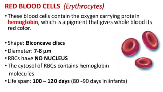 RED BLOOD CELLS (Erythrocytes)
• These blood cells contain the oxygen carrying protein
hemoglobin, which is a pigment that gives whole blood its
red color.
• Shape: Biconcave discs
• Diameter: 7-8 µm
• RBCs have NO NUCLEUS
• The cytosol of RBCs contains hemoglobin
molecules
• Life span: 100 – 120 days (80 -90 days in infants)
 