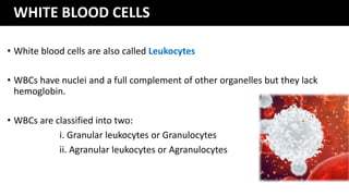 WHITE BLOOD CELLS
• White blood cells are also called Leukocytes
• WBCs have nuclei and a full complement of other organelles but they lack
hemoglobin.
• WBCs are classified into two:
i. Granular leukocytes or Granulocytes
ii. Agranular leukocytes or Agranulocytes
 