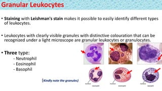 Granular Leukocytes
• Staining with Leishman's stain makes it possible to easily identify different types
of leukocytes.
• Leukocytes with clearly visible granules with distinctive colouration that can be
recognized under a light microscope are granular leukocytes or granulocytes.
• Three type:
- Neutrophil
- Eosinophil
- Basophil
(Kindly note the granules)
 