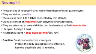 Neutrophil
• The granules of neutrophil are smaller than those of other granulocytes.
• They are stained pale lilac.
• The nucleus have 2 to 5 lobes connected by thin strands.
• Granules consist of lysosomes with enzymes for phagocytosis.
• They are attracted to area with infection by chemicals called chemotaxins.
• Life span: Average 5 days
• Neutrophils count = 2500-8000 per mm3 (55-70%)
• Function: Small, fast and active scavengers
- Protect the body against bacterial infection.
- Remove dead cells and its remains.
 