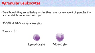 Agranular Leukocytes
• Even though they are called agranular, they have some amount of granules that
are not visible under a microscope.
• 20-50% of WBCs are agranulocytes.
• They are of two types:
 