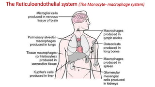 The Reticuloendothelial system (The Monocyte- macrophage system)
 