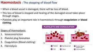 Haemostasis : The stopping of blood flow
• When a blood vessel is damaged, there will be loss of blood.
• This loss of blood is stopped and healing of the damaged vessel takes place
through stages.
• Platelets play an important role in haemostasis through coagulation or blood
clotting.
Stages of Haemostasis:
1. Vasoconstriction
2. Platelet plug formation
3. Coagulation (Blood clotting)
4. Fibrinolysis
 