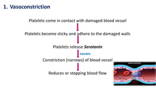 1. Vasoconstriction
Platelets come in contact with damaged blood vessel
Platelets become sticky and adhere to the damaged walls
Platelets release Serotonin
causes
Constriction (narrows) of blood vessel
Reduces or stopping blood flow
 