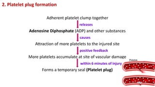2. Platelet plug formation
Adherent platelet clump together
releases
Adenosine Diphosphate (ADP) and other substances
causes
Attraction of more platelets to the injured site
positive feedback
More platelets accumulate at site of vascular damage
within 6 minutes of injury
Forms a temporary seal (Platelet plug)
 