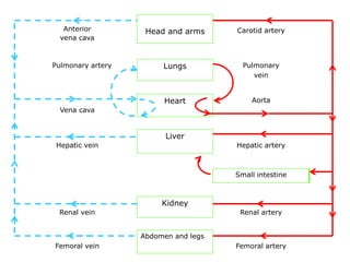 Anterior 
vena cava 
Head and arms Carotid artery 
Pulmonary artery Lungs Pulmonary 
vein 
Vena cava 
Heart Aorta 
Hepatic vein 
Liver 
Hepatic artery 
Small intestine 
Renal vein 
Kidney 
Renal artery 
Femoral vein 
Abdomen and legs 
Femoral artery 
 