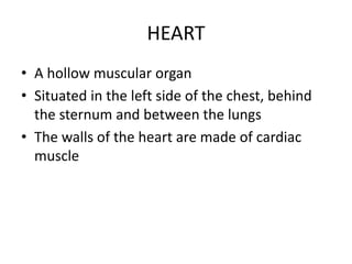 HEART 
• A hollow muscular organ 
• Situated in the left side of the chest, behind 
the sternum and between the lungs 
• The walls of the heart are made of cardiac 
muscle 
 
