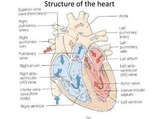 Structure of the heart 
 