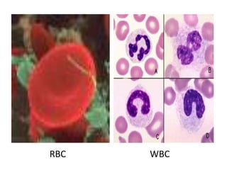 RBC WBC 
 