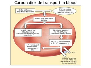 Carbon dioxide transport in blood 
 