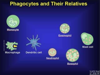 Phagocytosis 
• Phagocytes are white blood cells with lobed nuclei 
• They are capable of amoeboid movements 
• Steps in phagocytosis 
Step Mode of action 
1 Phagocytes at the site of infection 
2 Forms pseudopodia (false feet) 
3 Engulfs bacteria 
4 Site of infection becomes inflamed 
5 Dead tissue, dead and living bacteria and 
phagocytes form pus 
6 Leaves body as harmless pus 
 