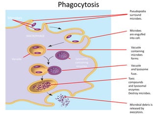 Phagocytosis 
Microbes 
MACROPHAGE 
Vacuole Lysosome 
containing 
enzymes 
Pseudopodia 
surround 
microbes. 
Microbes 
are engulfed 
into cell. 
Vacuole 
containing 
microbes 
forms 
Vacuole 
and lysosome 
fuse. 
Toxic 
compounds 
and lysosomal 
enzymes 
Destroy microbes. 
Microbial debris is 
released by 
exocytosis. 
 