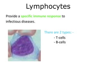 Lymphocytes 
Provide a specific immune response to 
infectious diseases. 
There are 2 types: - 
- T-cells 
- B-cells 
 