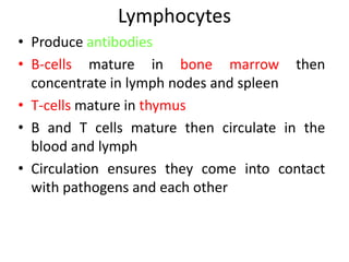 Lymphocytes 
• Produce antibodies 
• B-cells mature in bone marrow then 
concentrate in lymph nodes and spleen 
• T-cells mature in thymus 
• B and T cells mature then circulate in the 
blood and lymph 
• Circulation ensures they come into contact 
with pathogens and each other 
 