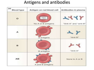 Antigens and antibodies 
