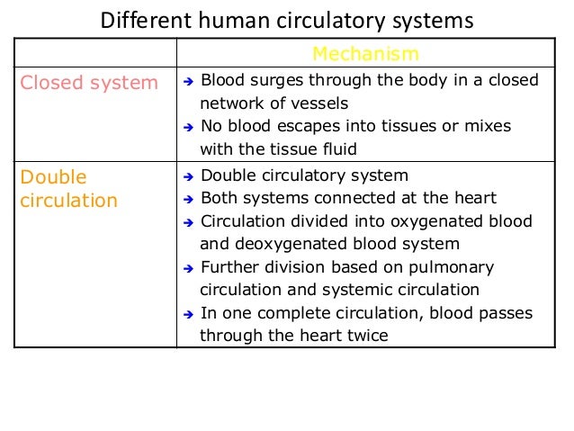 The blood circulatory system IGCSE