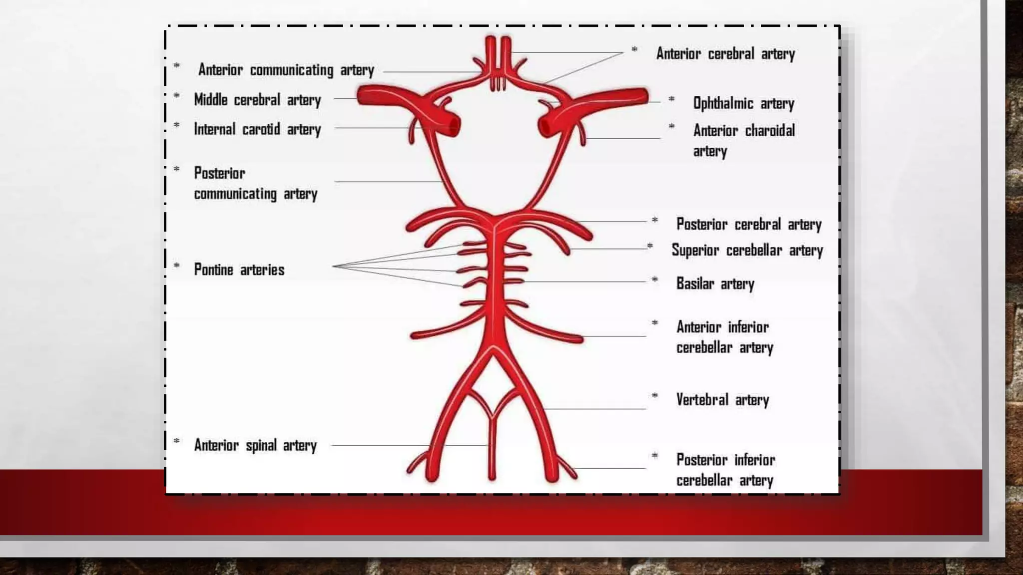 BLOOD SUPPLY OF BRAIN AND SPINAL CORD | PPTX
