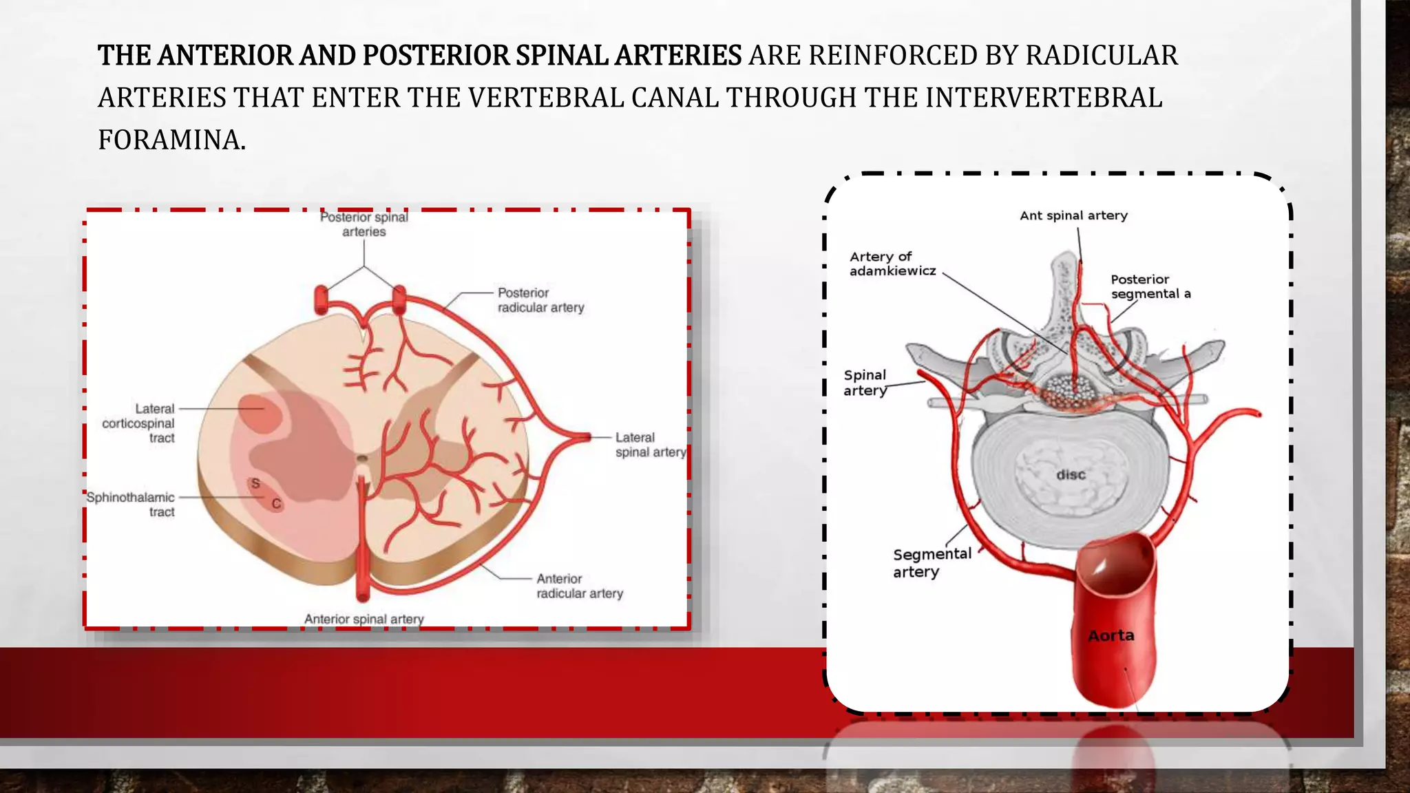BLOOD SUPPLY OF BRAIN AND SPINAL CORD | PPTX