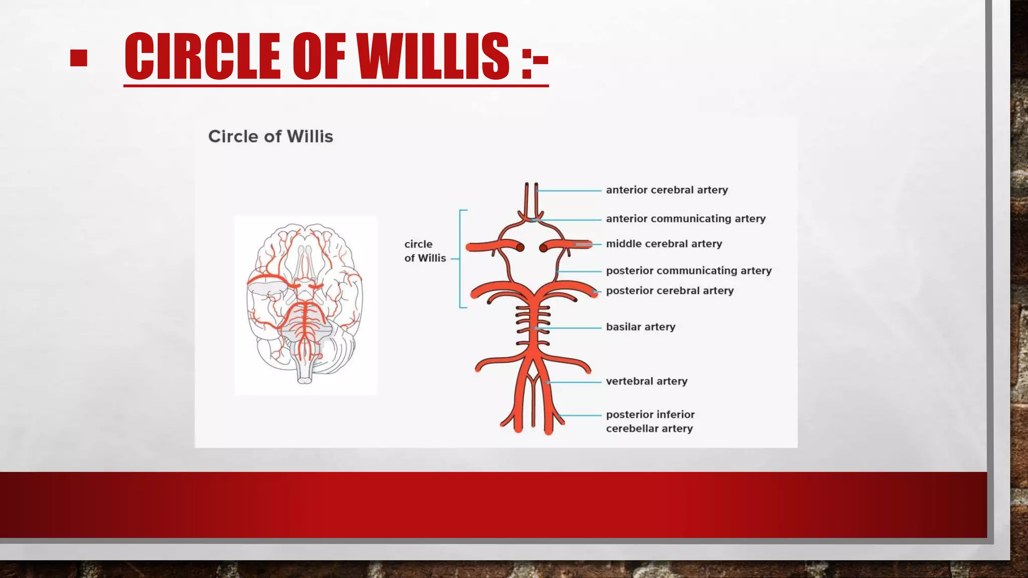 BLOOD SUPPLY OF BRAIN AND SPINAL CORD | PPTX