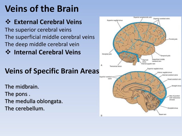 The blood supply of the brain and spinal cord | PPTX