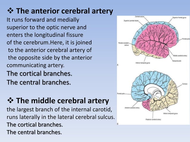The blood supply of the brain and spinal cord | PPTX