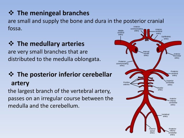 The blood supply of the brain and spinal cord | PPTX