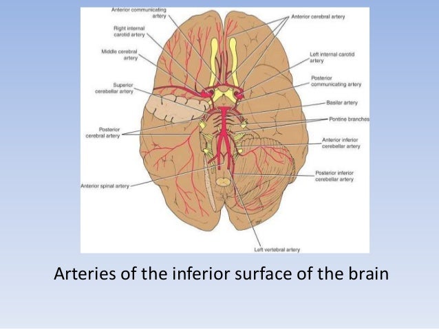 The Blood Supply Of The Brain And Spinal Cord