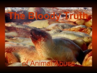 of Animal Abuse The Bloody Truth 