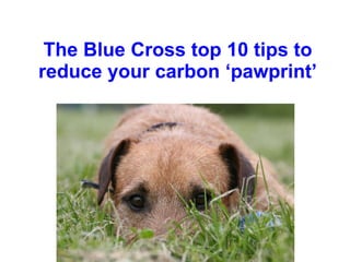 The Blue Cross top 10 tips to reduce your carbon ‘pawprint’ 